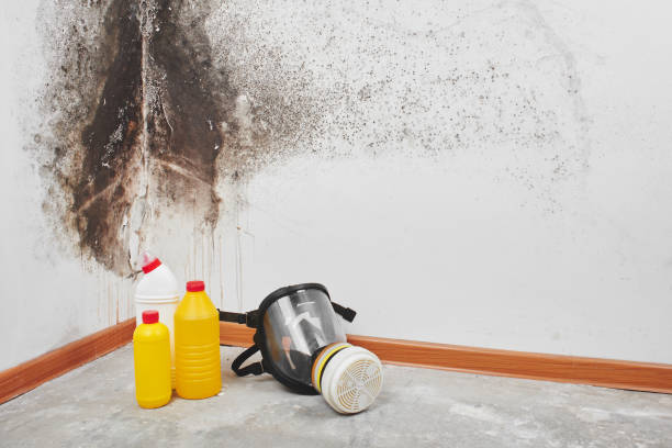 Certified Mold Removal in George West, TX