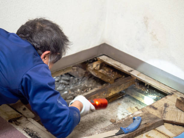 Best Mold Removal Specialists  in George West, TX