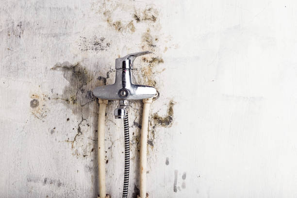 Best Local Mold Removal Service  in George West, TX