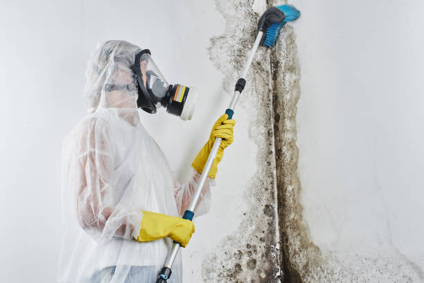 Best Attic Mold Removal  in George West, TX