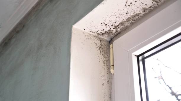 Mold Testing and Removal in George West, TX