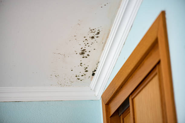 Best Home Mold Removal  in George West, TX