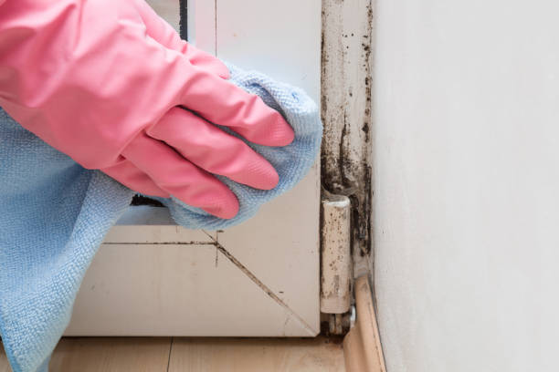 Best Mold Removal Company Near Me  in George West, TX