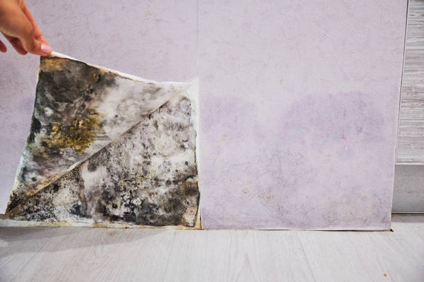 Best Local Mold Removal Service  in George West, TX